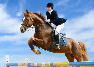 Конно-спортивный клуб «Амадеус-Фаворит»