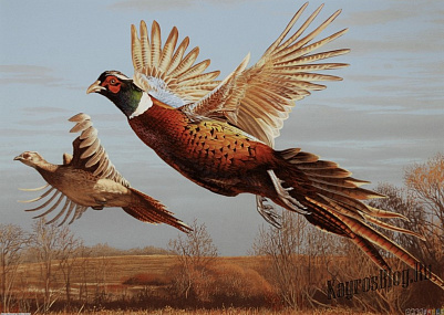 Охота на фазана