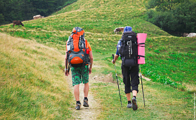 «Сосновая слёзка» (№422)