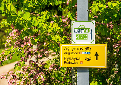 «АвгустВело» станет на 150 км длиннее, веломаршрут продлят до Беловежской пущи